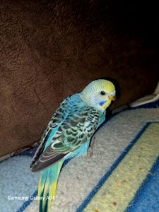 Хвилястий папуга