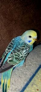 Хвилястий папуга