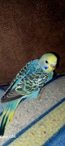 Хвилястий папуга