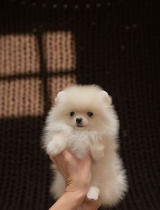 Очаровательная малышка Бетти