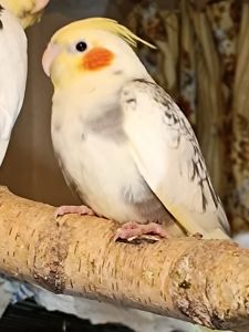 Молодые домашние Кореллы