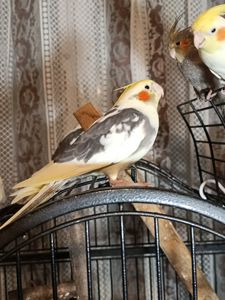 Молодые домашние Кореллы