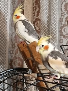 Молодые домашние Кореллы