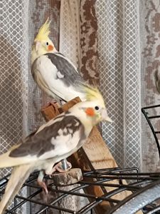 Молодые домашние Кореллы