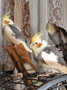 Молодые домашние Кореллы