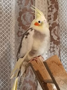 Молодые домашние Кореллы