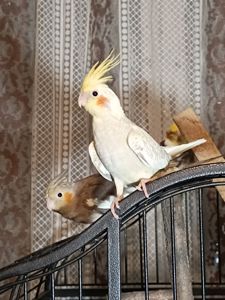 Молодые домашние Кореллы