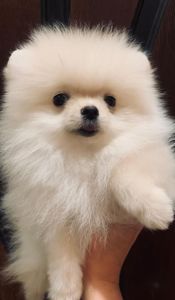 Очаровательная малышка Бетти