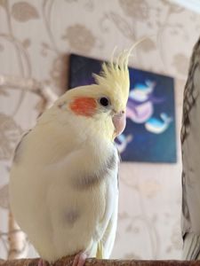 Корелла молода