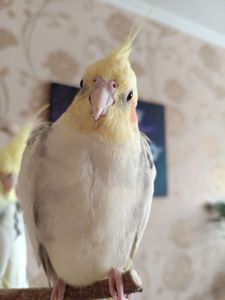 Корелла молода