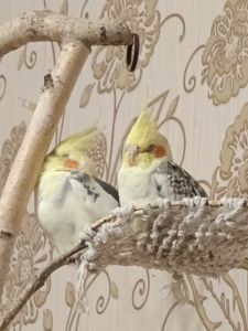 Корелла молода