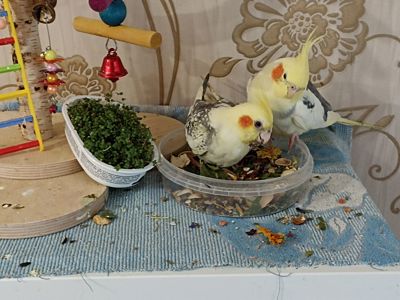 Корелла молода