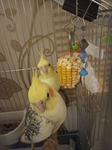 Корелла молода