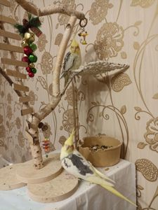 Корелла молода