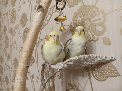 Корелла молода