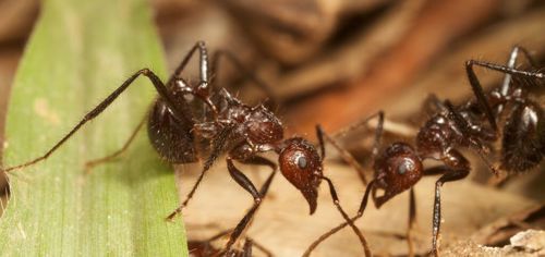 Купить Myrmicaria brunnea Мирмикария бруннея муравьи для муравьиной фермыa в Украине 1200грн