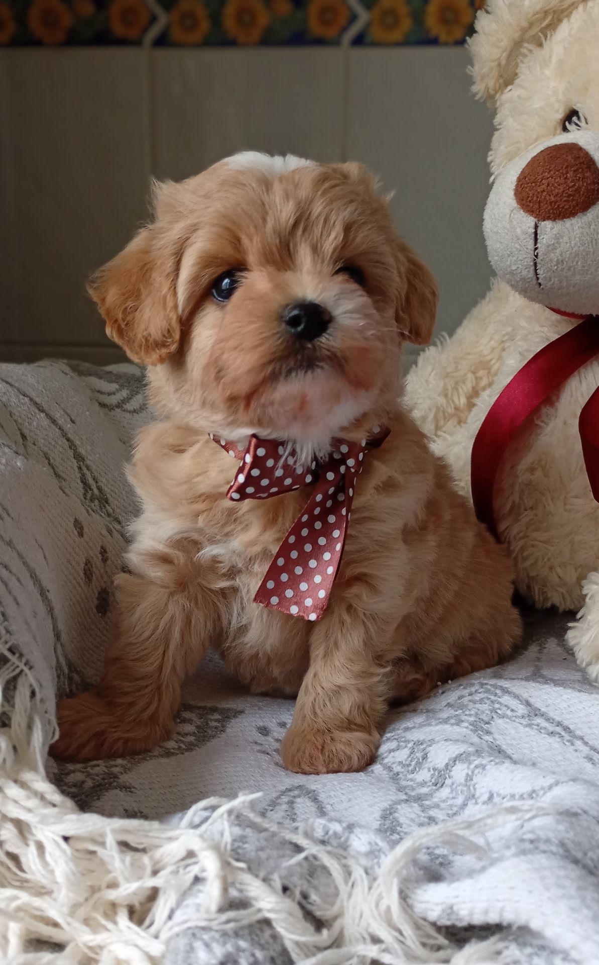 Яскравий красунчик мальтіпу Ф1