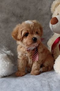 Яскравий красунчик мальтіпу Ф1