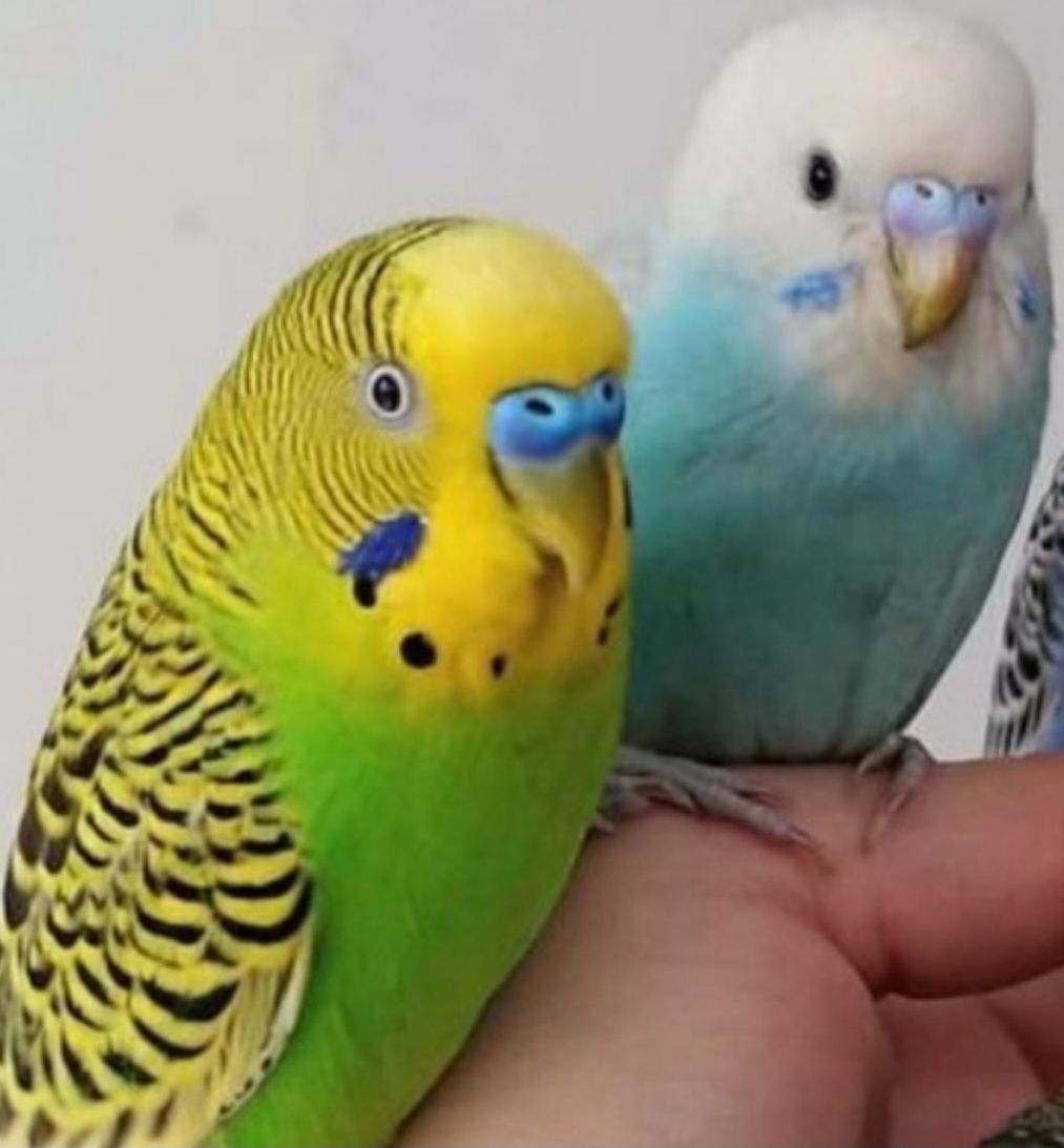 Волнистые попугайчики разных окрасов