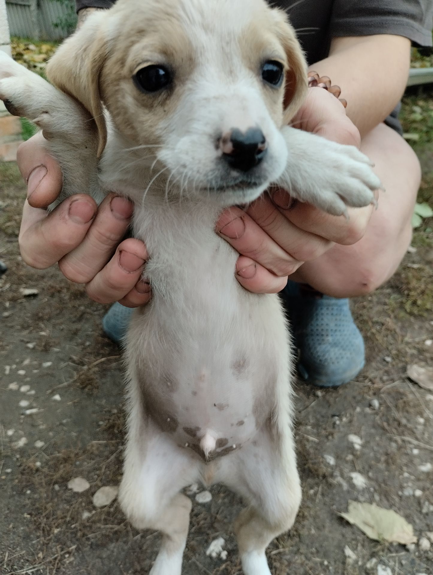 Грайливі щенята: 3 місяці