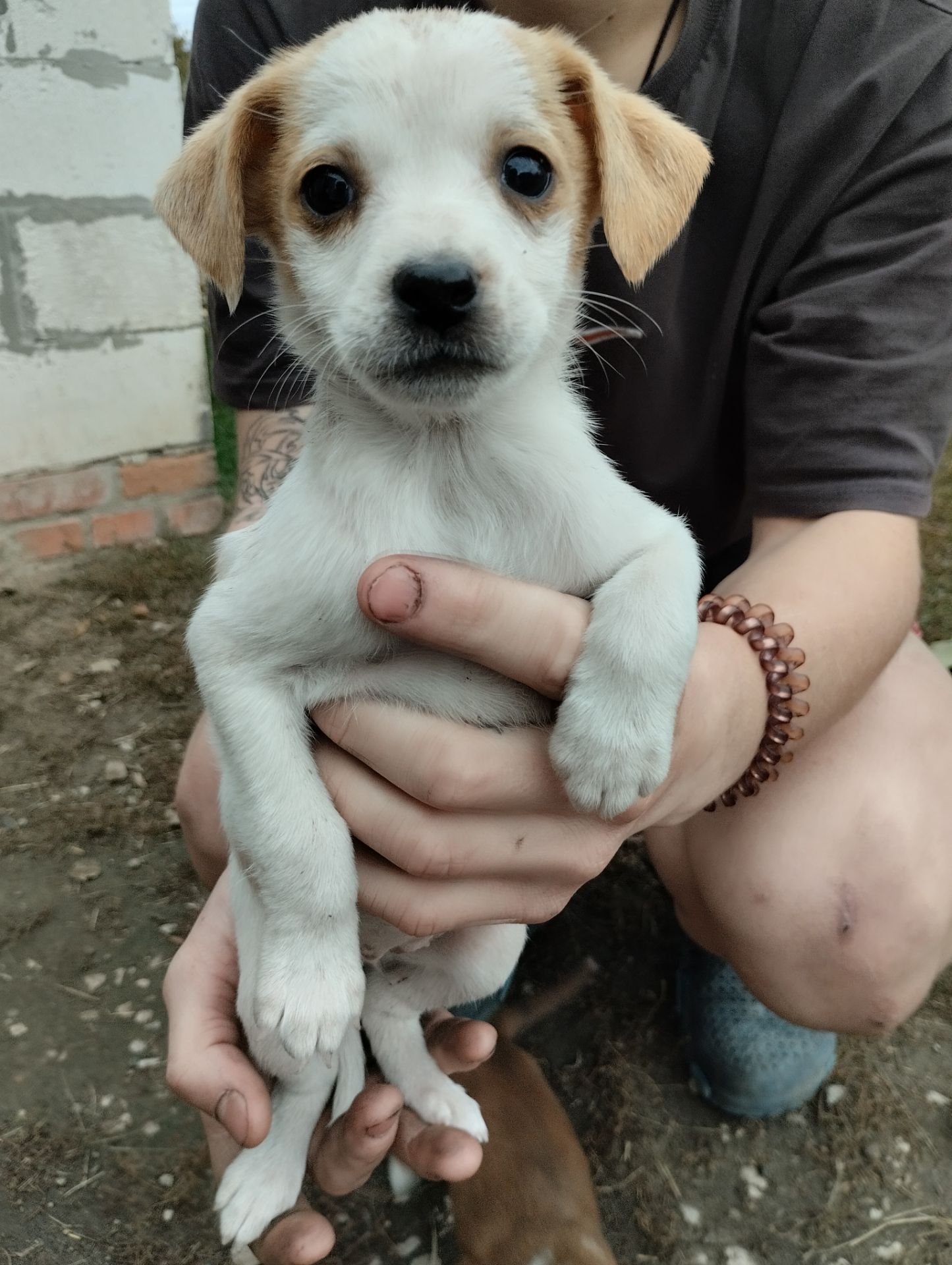 Грайливі щенята: 3 місяці