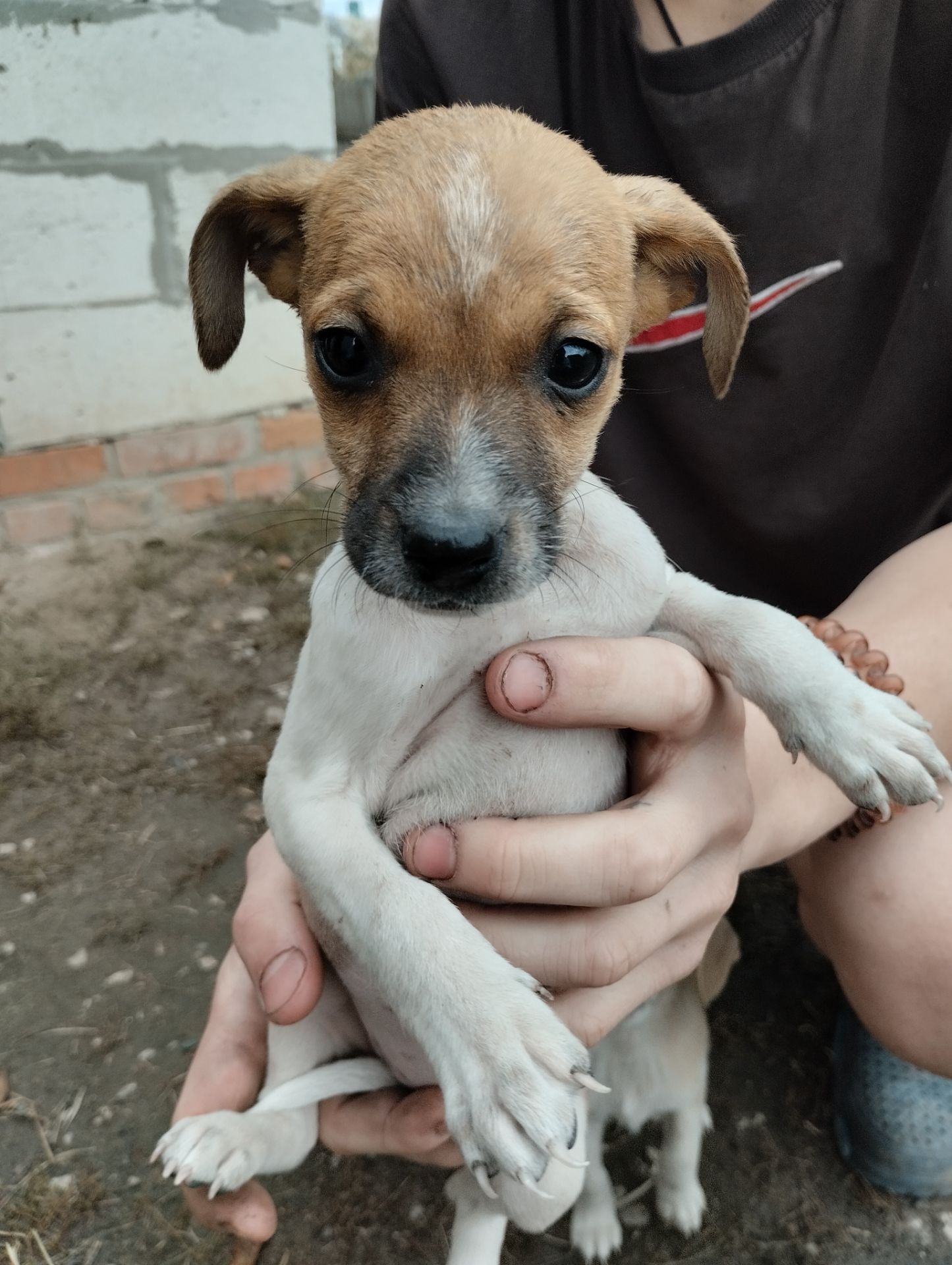 Грайливі щенята: 3 місяці