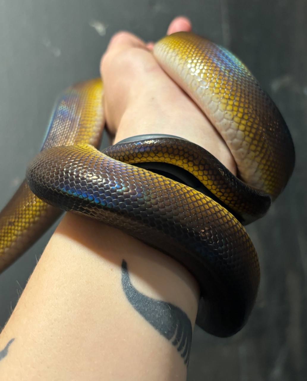 Білогубий пітон