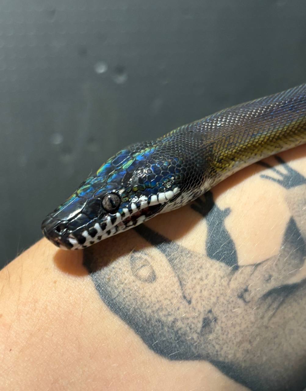 Білогубий пітон