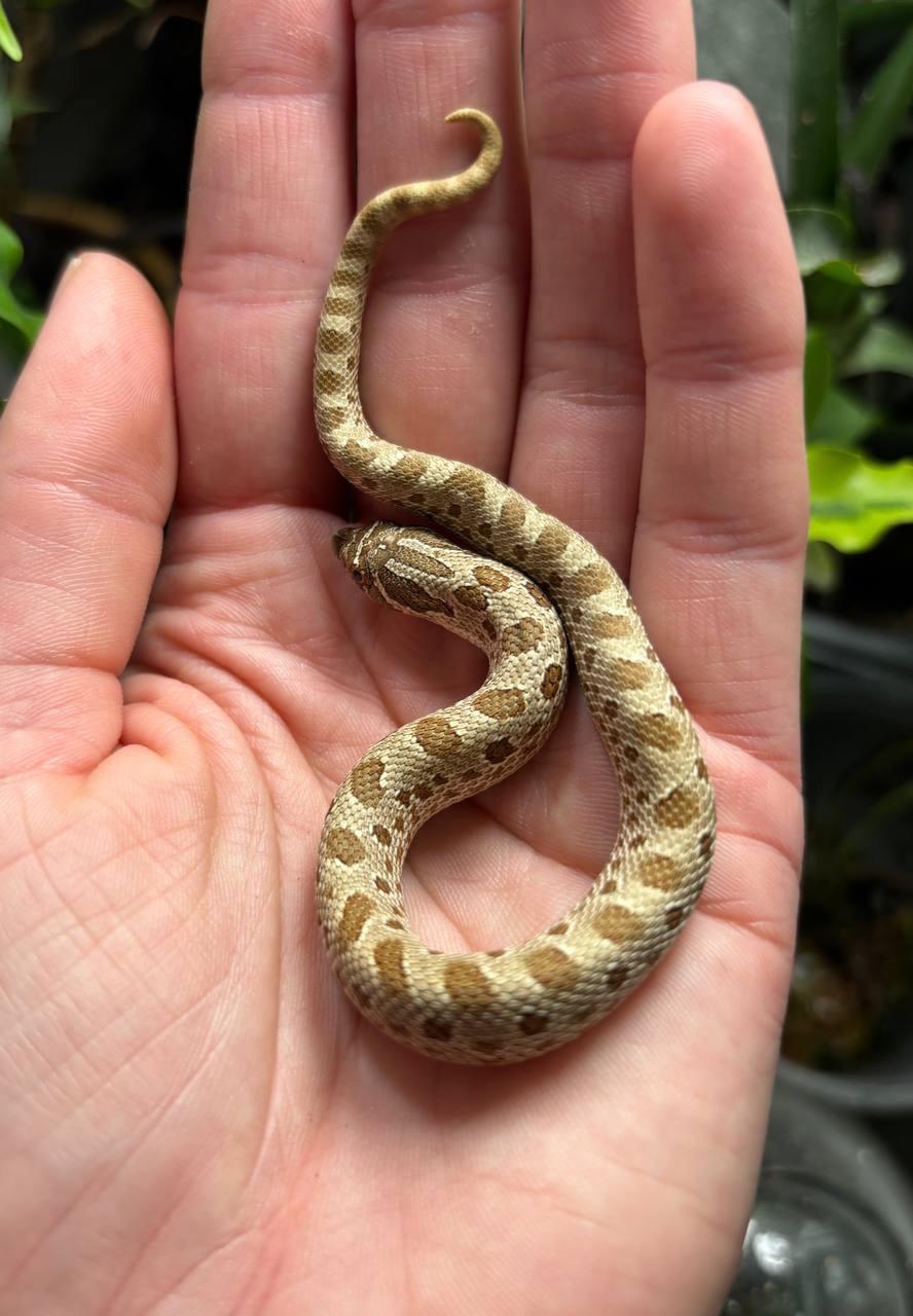 Вуж свиноносий