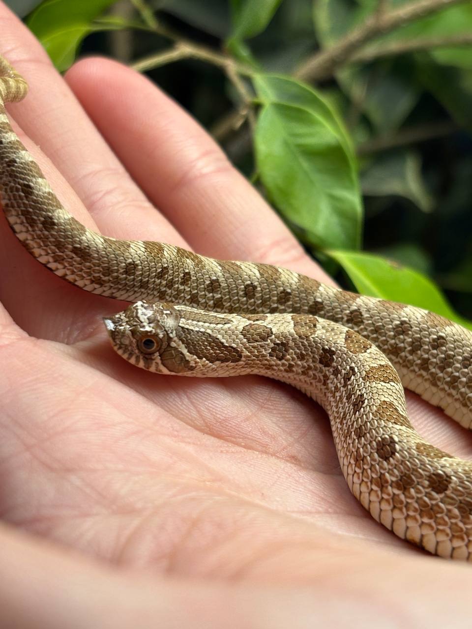 Вуж свиноносий