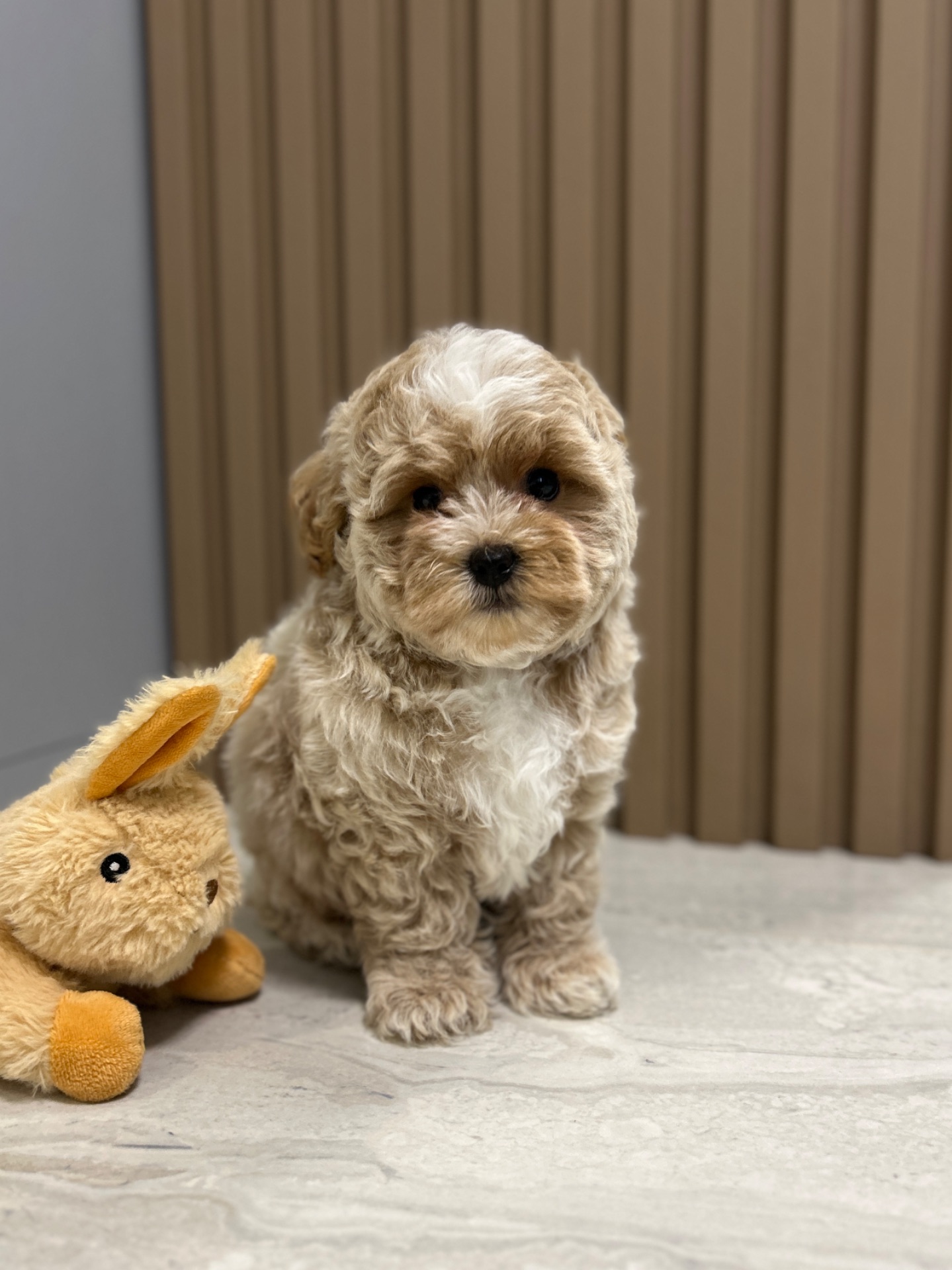 Невероятный мальчик мини мальтипу ф1 беби фейс