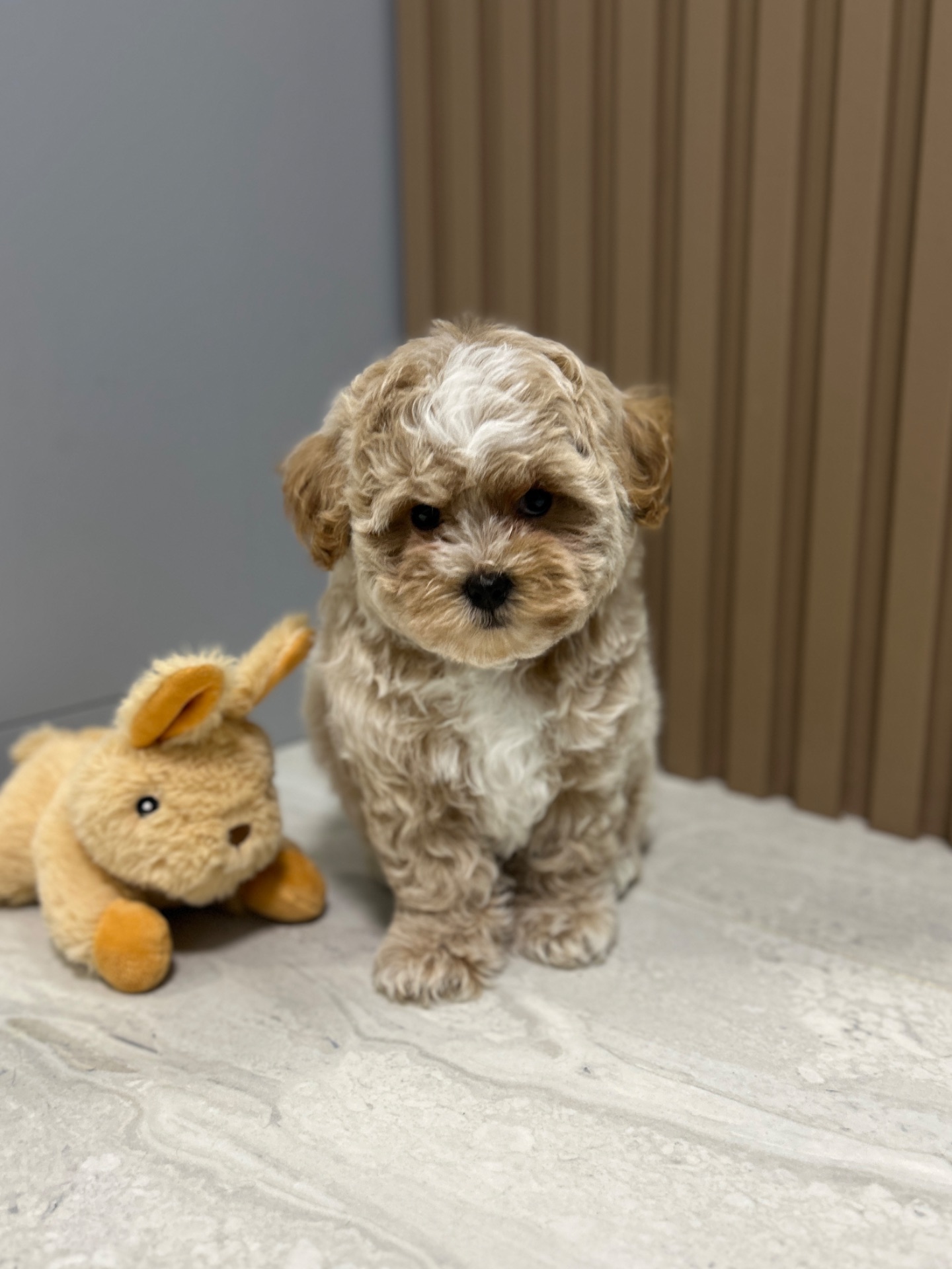 Невероятный мальчик мини мальтипу ф1 беби фейс