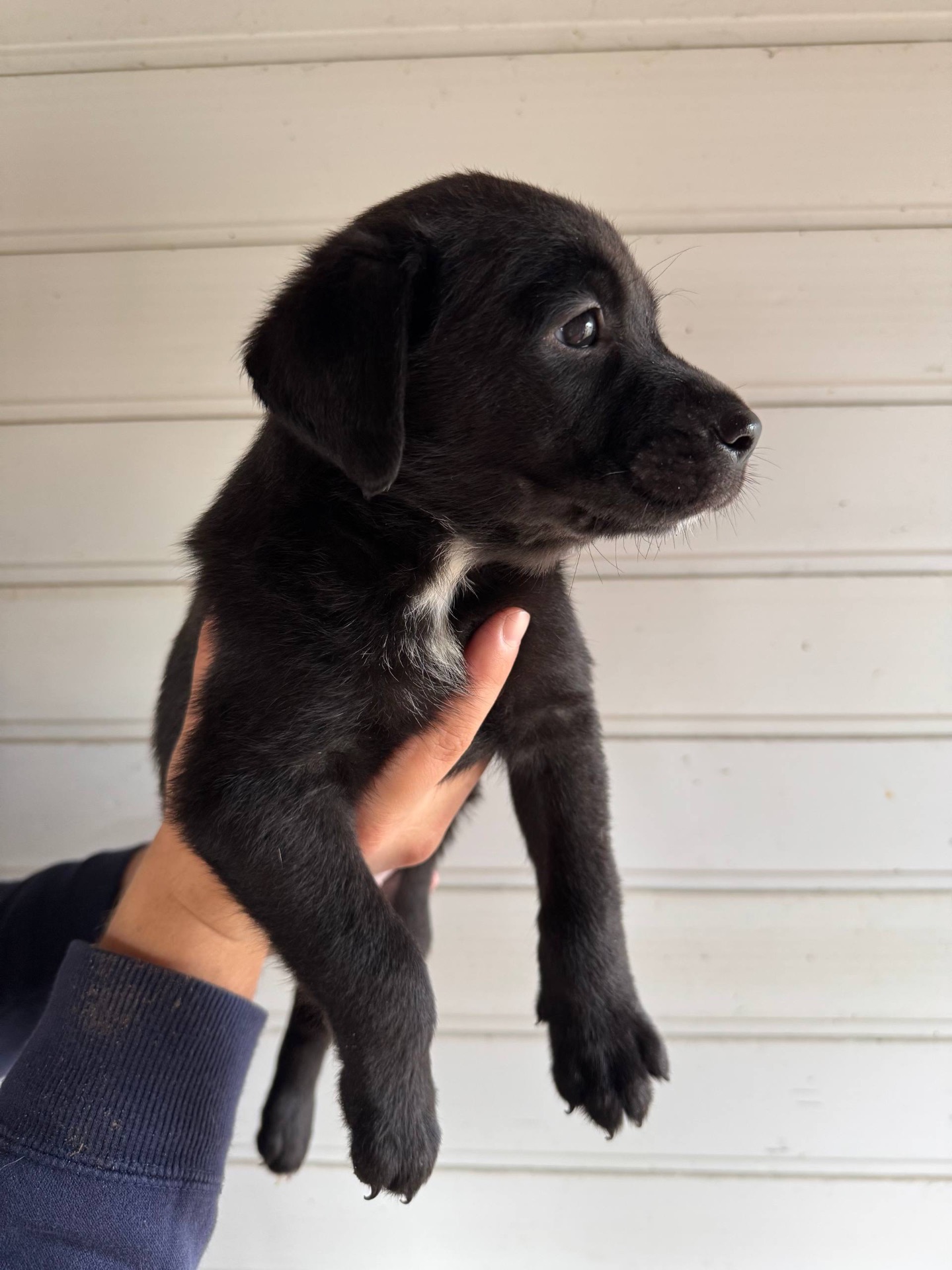 Лабрадори-метиси