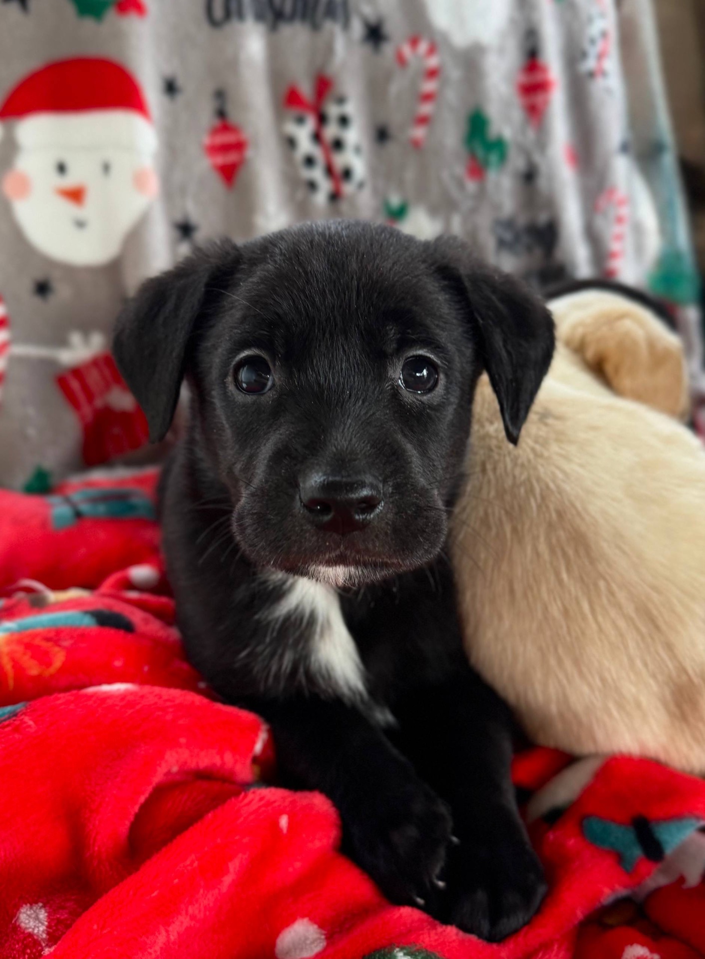 Лабрадори-метиси