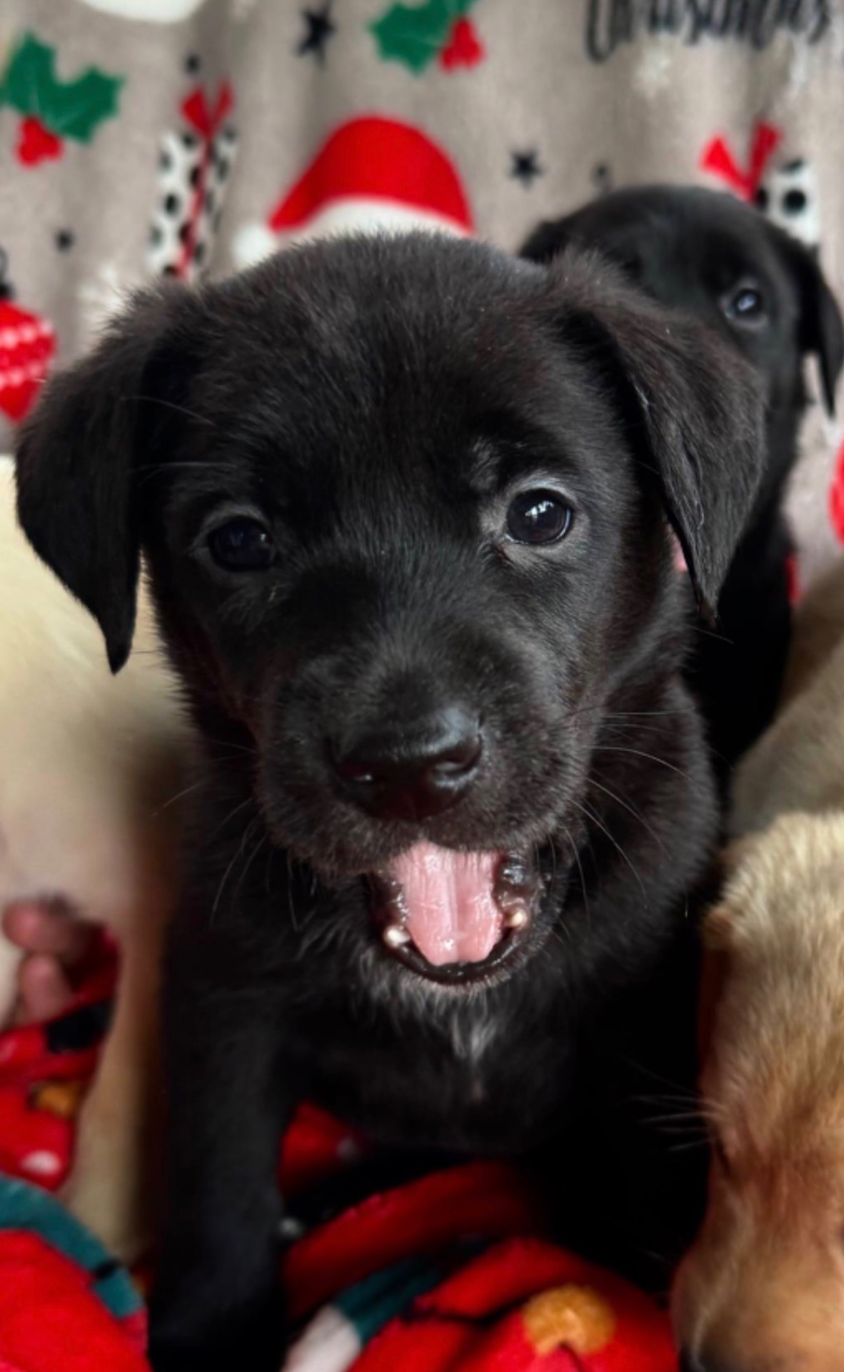 Лабрадори-метиси