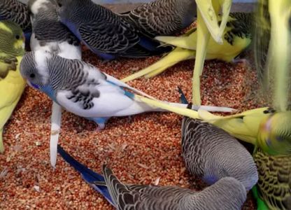 Волнистые попугайчики разных окрасов