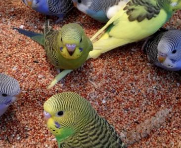 Волнистые попугайчики разных окрасов