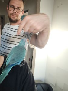 Отдам попугая Калита-Монах