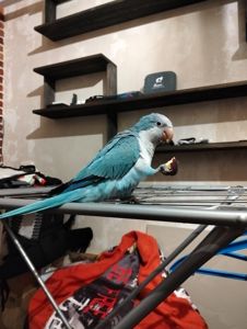 Отдам попугая Калита-Монах