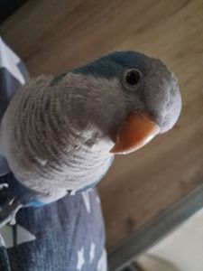 Отдам попугая Калита-Монах