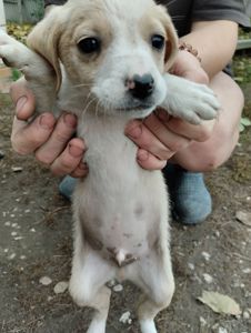 Грайливі щенята: 3 місяці