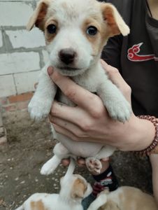 Грайливі щенята: 3 місяці