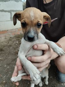 Грайливі щенята: 3 місяці