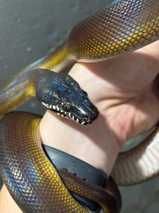 Білогубий пітон