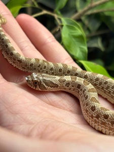 Вуж свиноносий