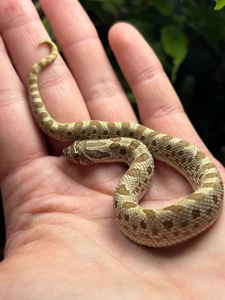 Вуж свиноносий