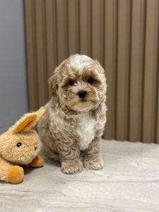 Невероятный мальчик мини мальтипу ф1 беби фейс