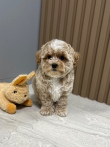 Невероятный мальчик мини мальтипу ф1 беби фейс