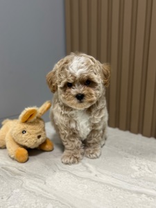 Невероятный мальчик мини мальтипу ф1 беби фейс