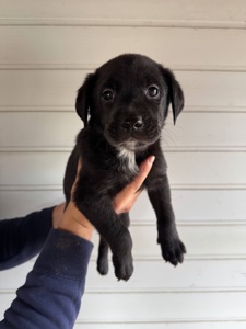 Лабрадори-метиси